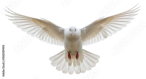White dove flying with outstretched wings on black background