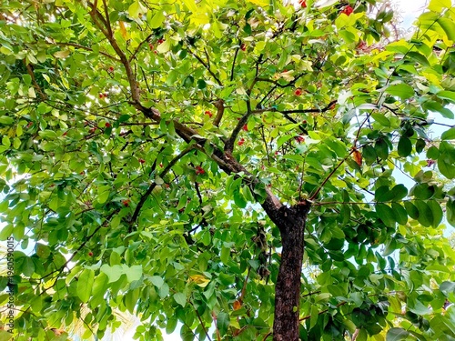 Lush Green Tree Canopy with Dense Foliage and Sunlight View from Below