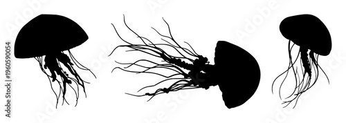 Jellyfish silhouette set with flowing translucent tentacles and soft glowing outline featuring marine life, underwater, illustration with minimalism and silhouette