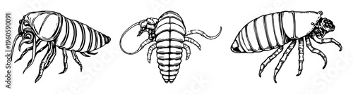 Hand-drawn scientific illustration of a deep-sea giant isopod, rare marine biology, antique woodcut style, white background. set with simple line art design featuring outline, illustration, graphic...