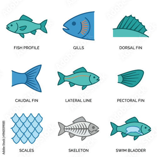 Fish Body Parts Anatomy.