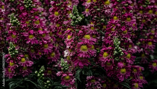 Striking close up of vibrant deep magenta and pink spiky flowering plants showcasing delicate yellow centers against a dark botanical background featuring many blooms.