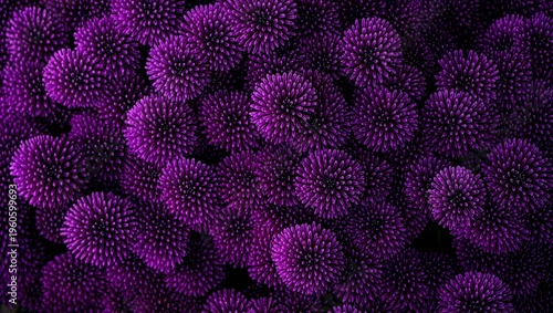 A stunning macro shot showcases a vibrant tapestry of deep purple spiky spherical blooms creating an intricate captivating botanical background. These densely packed floral heads form a mesmerizing re