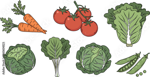 Fresh vegetables vector set with carrots tomatoes cabbage lettuce peas and greens hand drawn food illustration collection