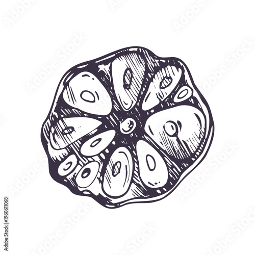 Garlic head cut in cross section. Hand drawn sketch of organic vegetable ingredient. Graphic ink engraving style illustration for menu or culinary design and healthy cooking concept.