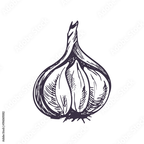 half-peeled head of garlic drawing. Hand drawn vegetable illustration in line art style. Monochrome ink sketch of spice for cookbook design, restaurant menu, farm market and culinary ingredient.