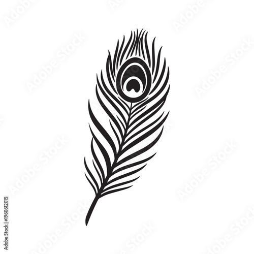 Elegant black and white hand drawn peacock feather vector illustration on white background.