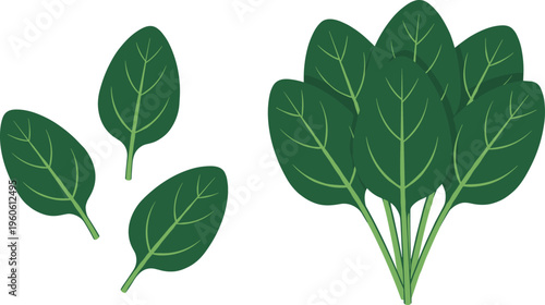 Cartoon spinach leaves and bunch in colorful vector illustration of vegetable, nutrition, and healthy food concept
