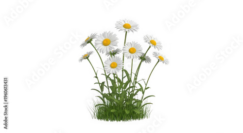 A bunch of white daisies with yellow centers on green grass