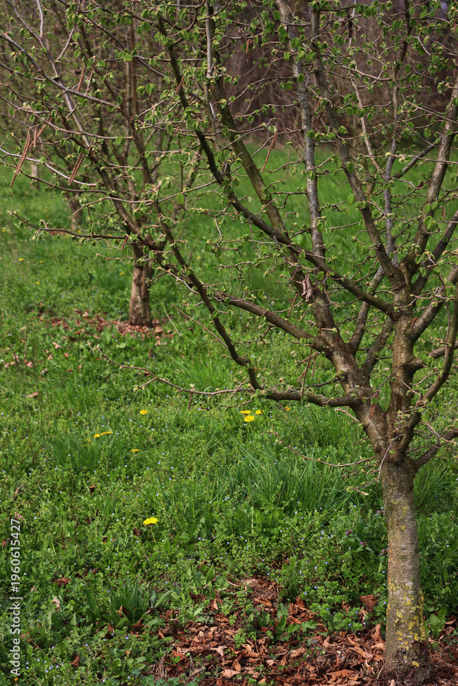 Fototapeta premium Hazel tree plantation on early springtime in the italian countryside. Corylus avellana trees with fresh new leaves 