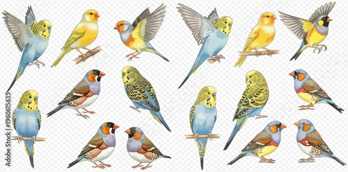 Watercolor illustration set of various small pet birds including parakeets, canaries, and finches in different poses.