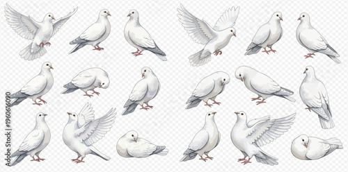 Set of white doves in various poses, symbolizing peace and freedom, isolated on a transparent background.