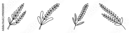 Botanical Illustration of Four Elegant Lavender Sprigs in Black and White