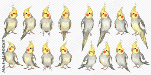 Watercolor illustration set of cute cockatiel parrots in various poses and expressions.