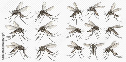 Set of realistic mosquito illustrations in various poses on a transparent background, showcasing different angles of the insect.