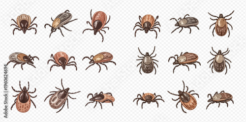 Set of hand-drawn ticks, various types of parasites illustrated in watercolor style, isolated on transparent background.