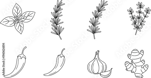 Herbs and spices outline vector set with basil rosemary thyme chili garlic and ginger line art collection