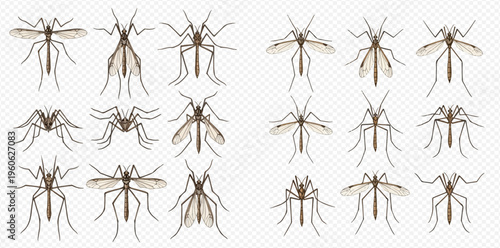 Set of mosquitoes in various poses, anopheles and aedes aegypti, isolated on transparent background.