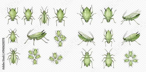 Aphid vector set, green aphids on transparent background, plant parasites and pests.