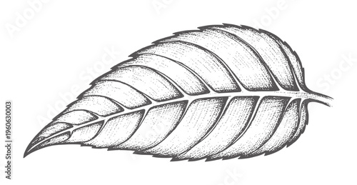 Monochrome of a single serrated leaf with prominent veins plant