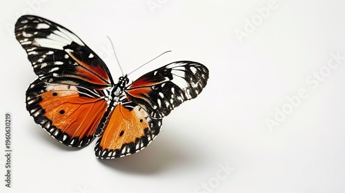 Orange and black butterfly on white background