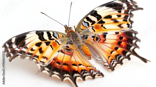 Colorful butterfly with open wings