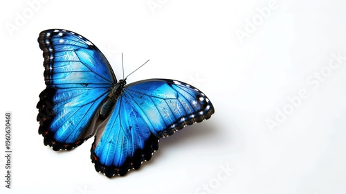 Blue butterfly with detailed wings
