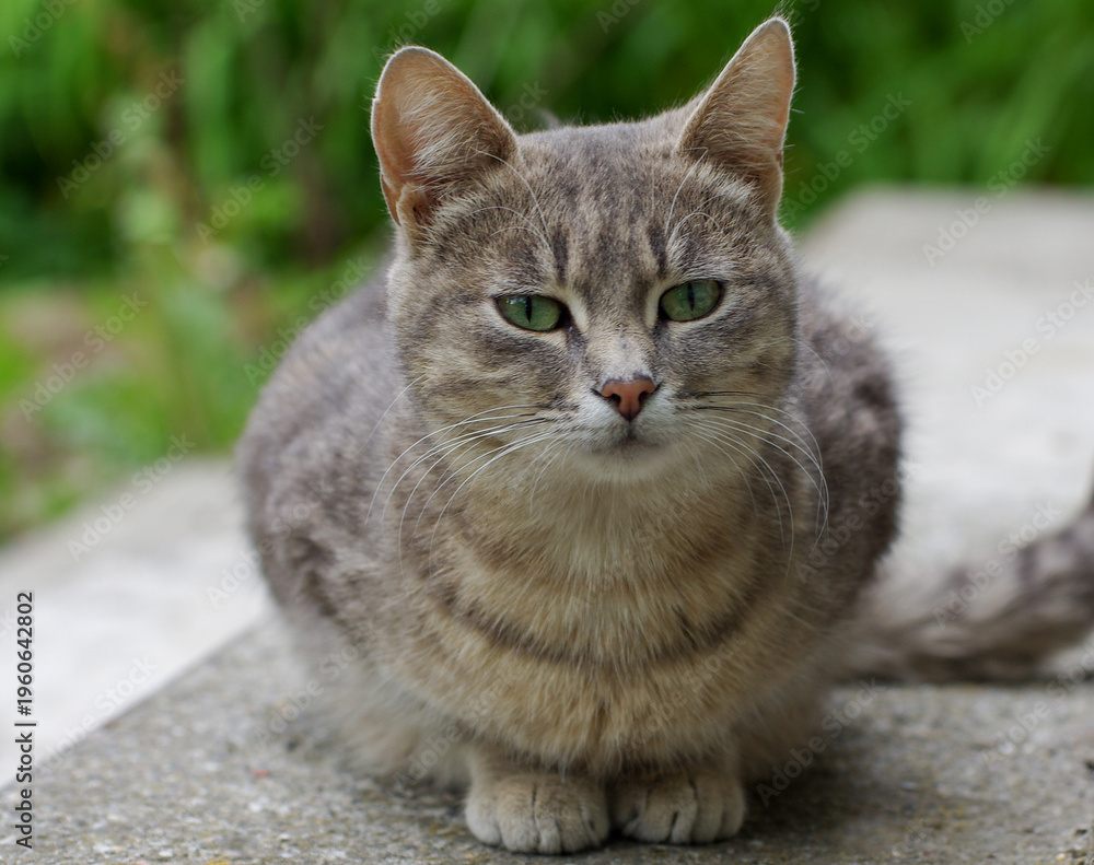 Fototapeta premium Beautiful gray street cat outdoors