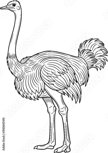 A black and white drawing of an ostrich