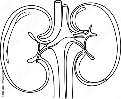 A diagram of the human kidney and its related structures