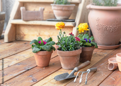 colorful spring flowers potted on the floor of a wooden terrace and terracotta flower pots on a shelf background with gardening equipment