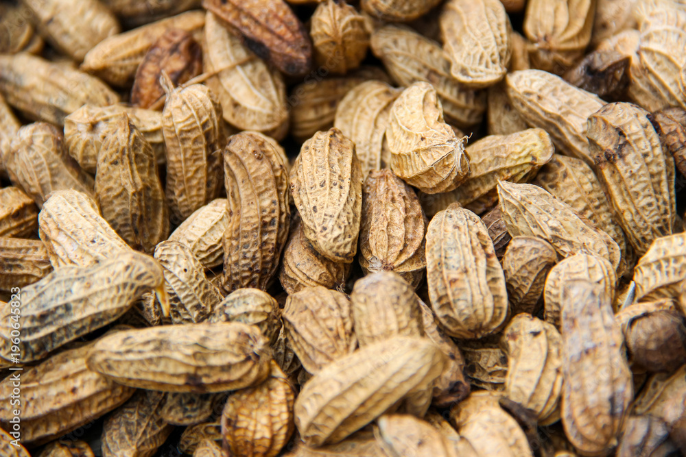 Fototapeta premium The peanut also known as the groundnuts. Close up of raw unpeeled peanuts are being dried in the sun