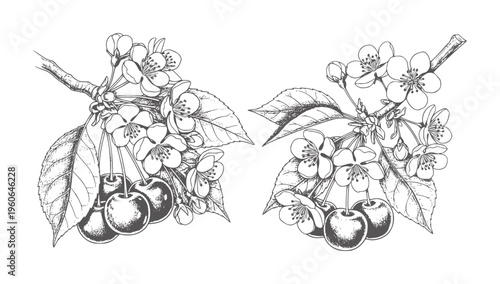 Two black and white ink of cherry branches with ripe cherries and blossoms fruit