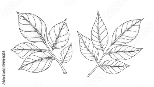 Two line botanical of leaves stems leaf nature plant