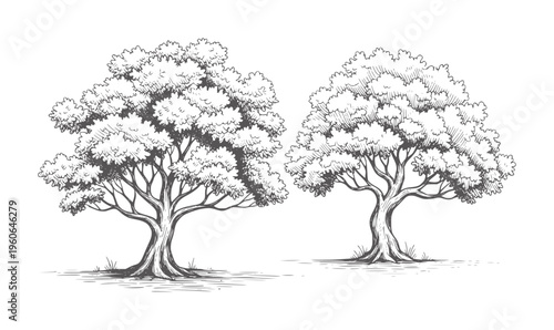 Two black and white ink trees with dense foliage