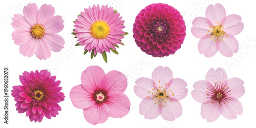 A collection of eight distinct pink and magenta flowers isolated against a solid white background