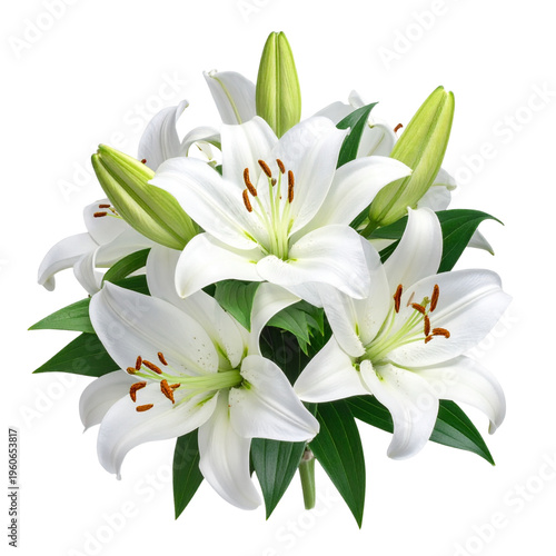 A beautiful bouquet of fresh white lily flowers and green leaves in full blossom isolated on a clean white background captures the delicate beauty of spring nature