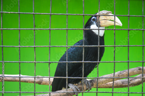 Oriental pied hornbill perched on wooden branch inside wire cage with bright green wall background in daylight.