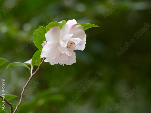 優美なツバキの花