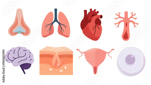 Human internal organs illustrated including brain, heart, lungs, and skin