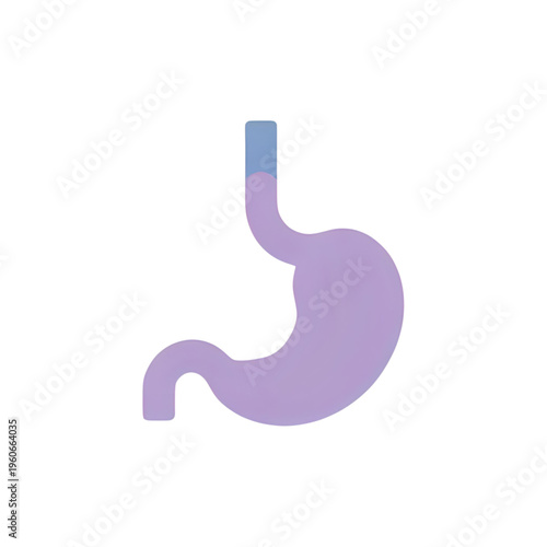 Human stomach anatomy illustration shows digestive system organ