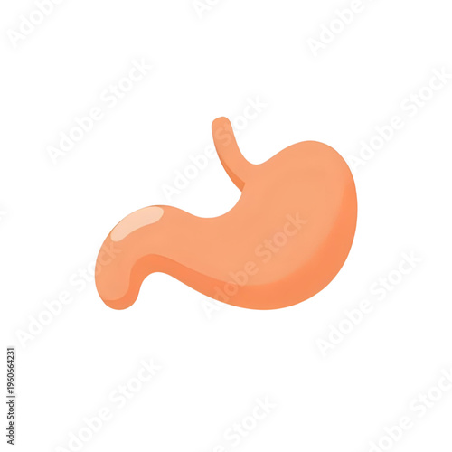 The stomach is a vital organ in human digestion system