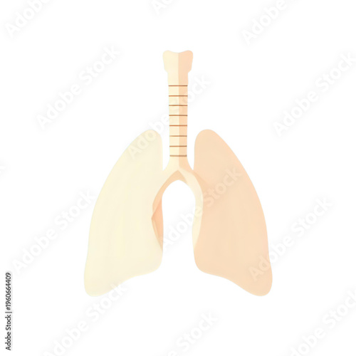 Anatomical illustration of human lungs and trachea from a front view perspective