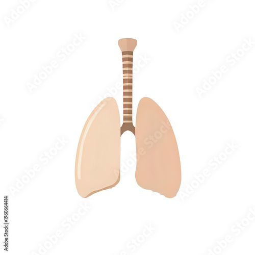 A detailed illustration of human lungs and trachea from a front view