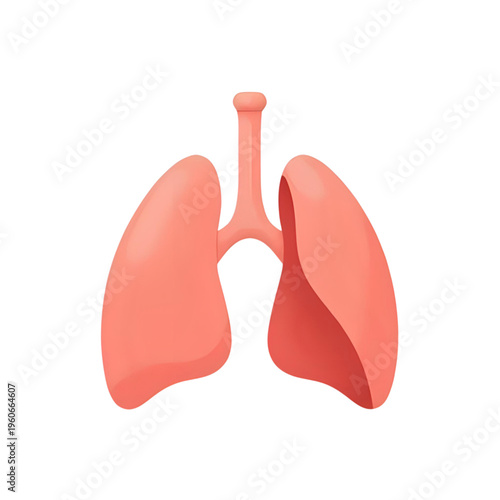 Anatomical illustration of human lungs and trachea from a front view