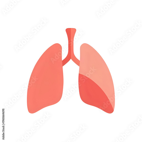 Anatomical illustration of human lungs with trachea and bronchi