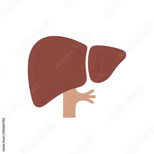 Anatomical illustration of liver and gallbladder with a human hand