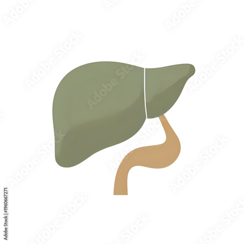 The liver and gallbladder are connected to the stomach via the bile duct in the human body