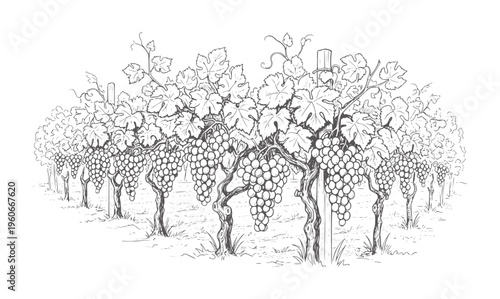 Black and white of a vineyard with ripe grape clusters hanging from vines grapes