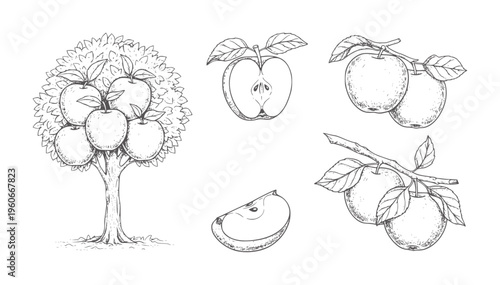 Hand drawn apple tree with fruit and apple slices white branch leaf